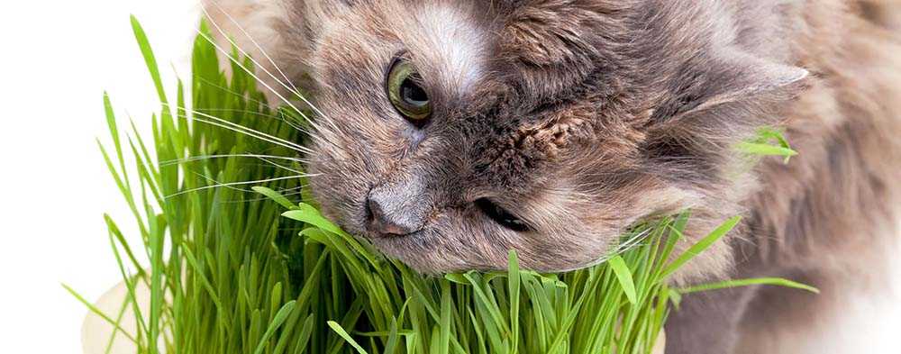 кошачья трава для кота