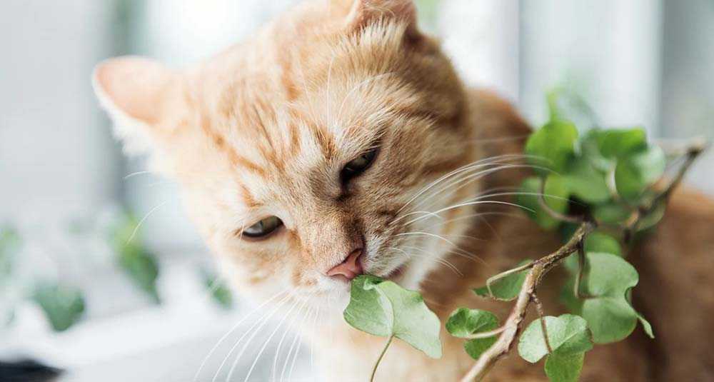 рыжий кот грызет цветок