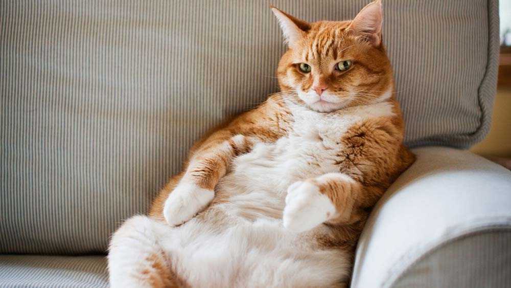толстый рыжий кот