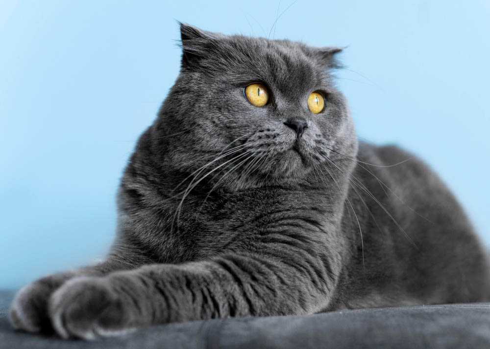 Серый британский короткошерстный кот