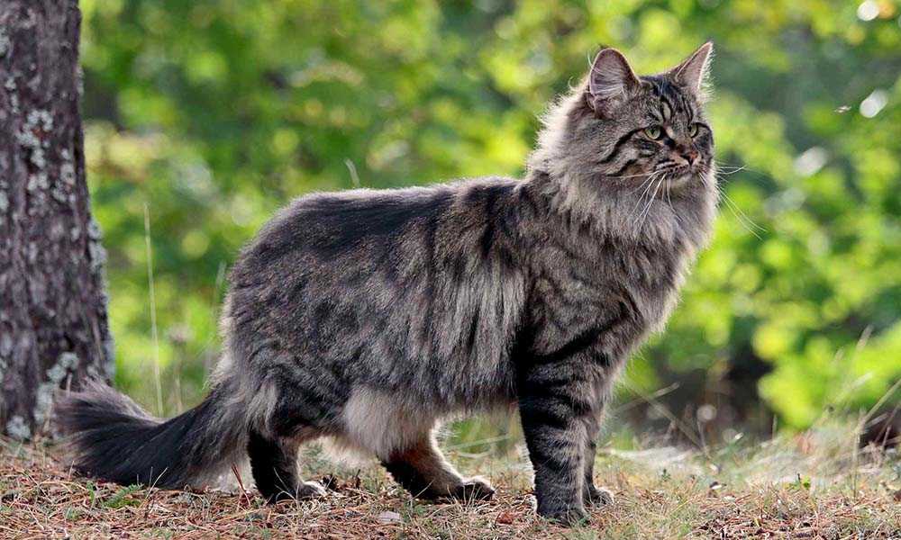 Норвежская лесная кошка с большими лапами