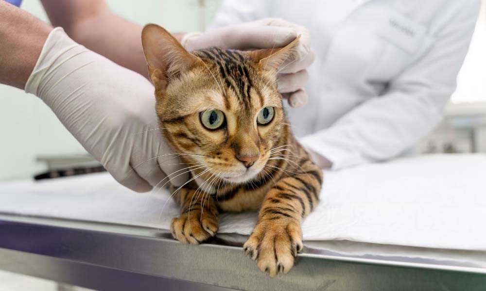осмотр кота у врача