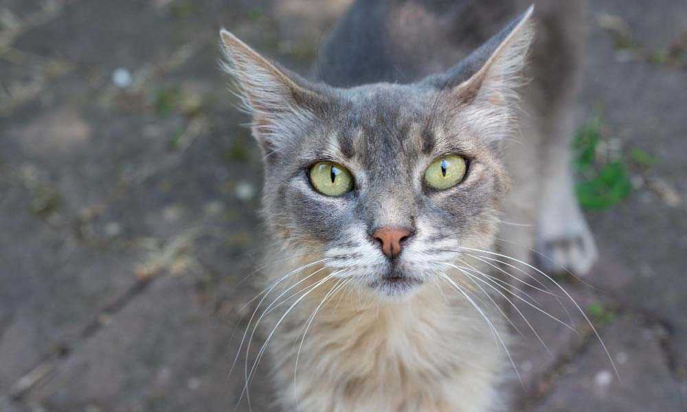 худая серая кошка с зелеными глазами