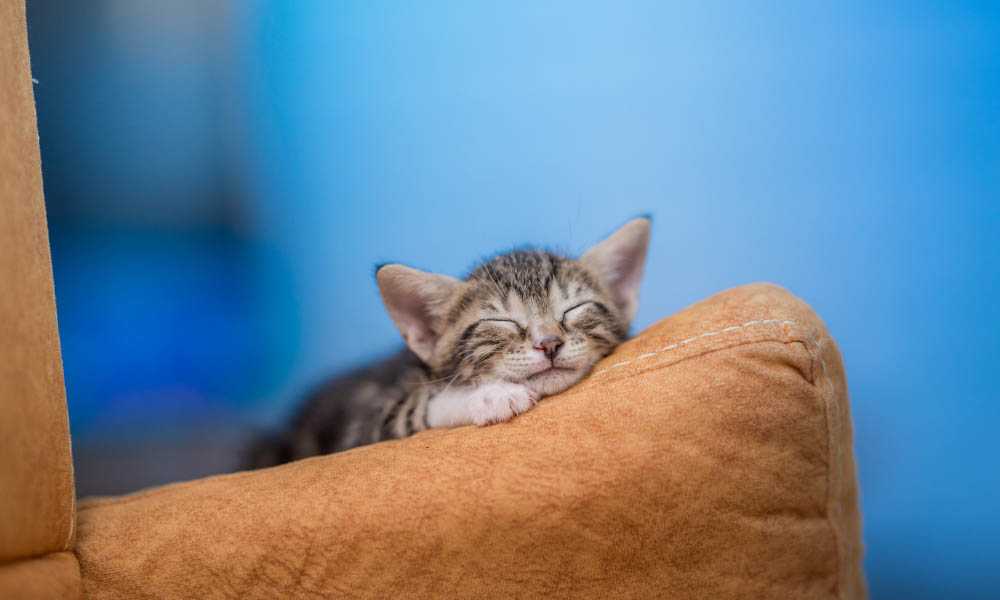 котенок спит на диване