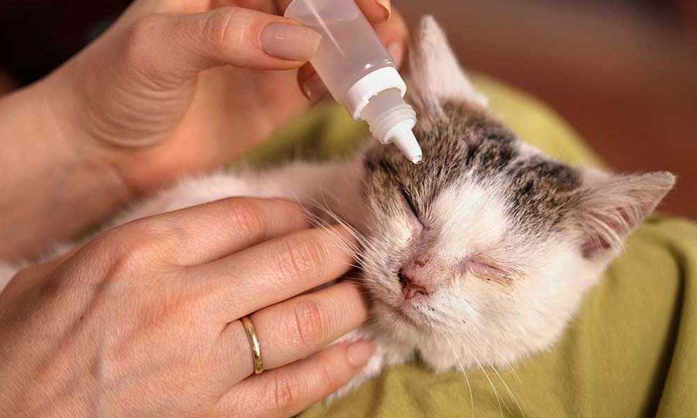 Лечение кошачьих глаз