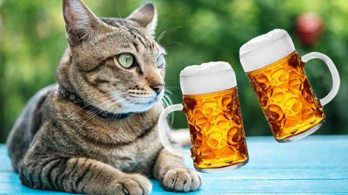Можно ли котам пить пиво