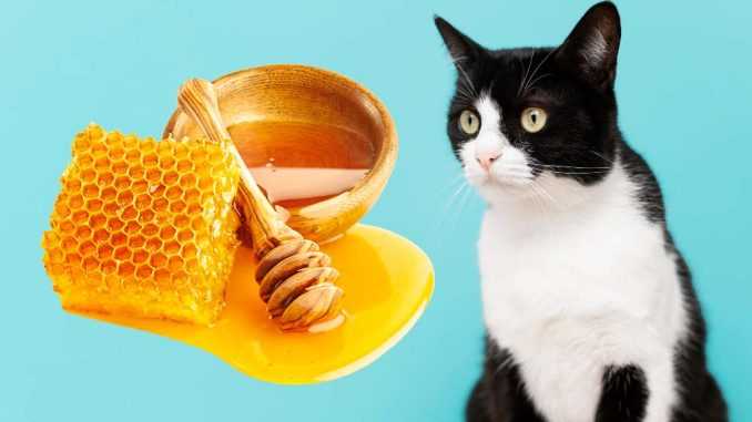 Можно ли кошкам мед