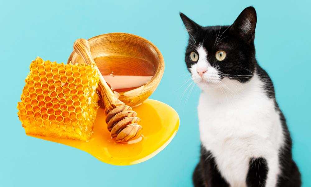 Котам можно кашу. Кот в каше. Фото кошки с медом. Кошка ест мед. Измда кошка.