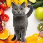 Какие овощи и фрукты можно давать коту?