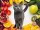 Какие овощи и фрукты можно давать коту?
