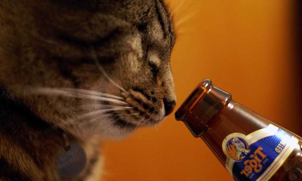 кот и горлышко от бутылки пива