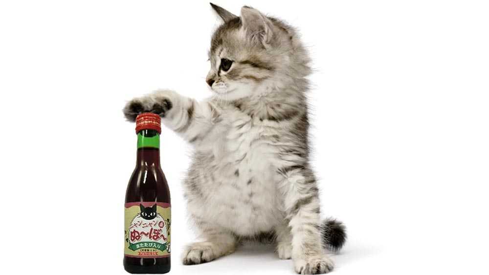 кошачий алкоголь