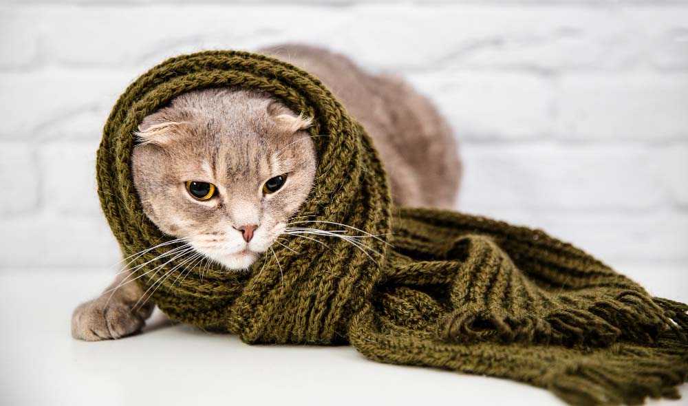 кот в вязаном шарфе