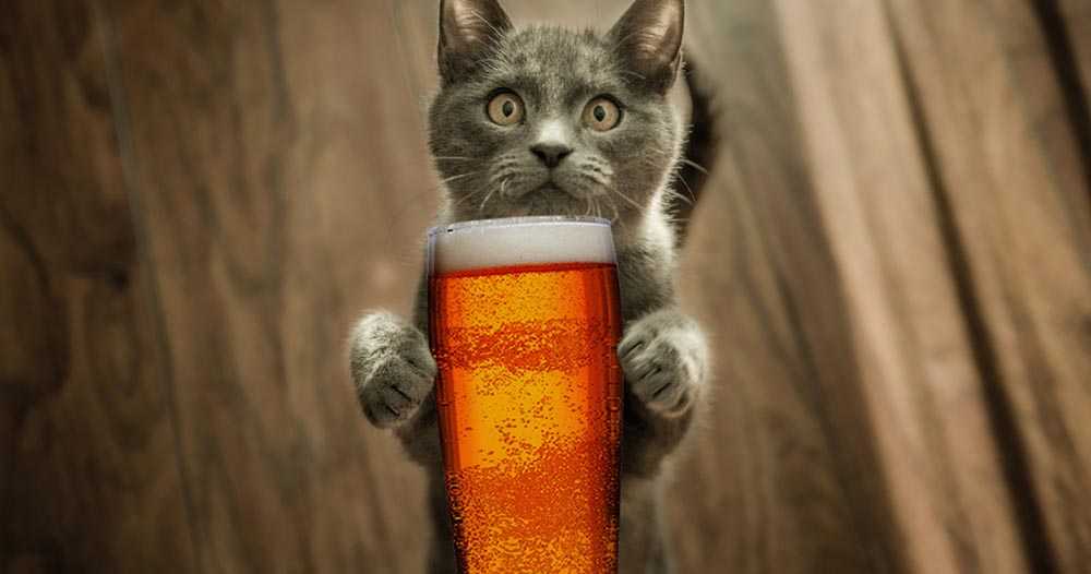 кот хочет пиво