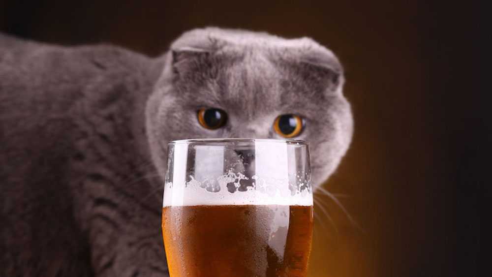 любят ли коты пиво?