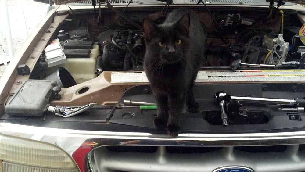 кот на открытом капоте машины