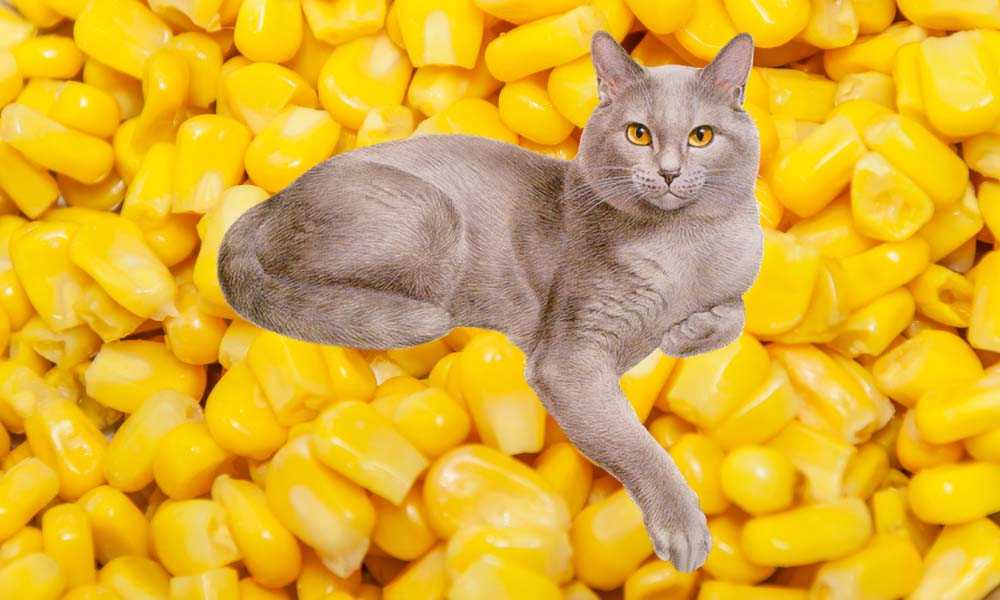 Можно котам кукурузу. Кот с кукурузой. Кукурузные коты. Котята в кукурузе. Милые котики кукуруза.