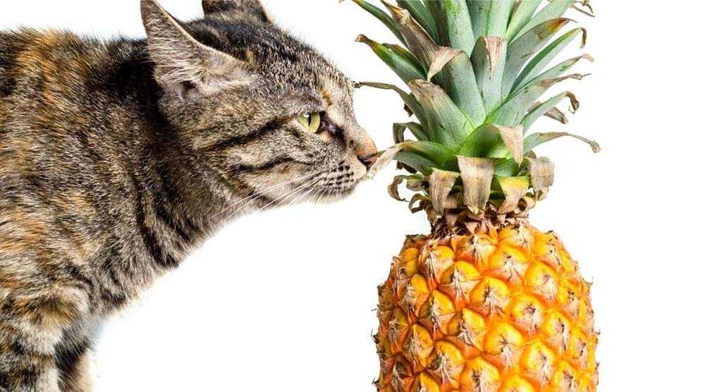 кот нюхает ананас