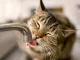 Почему кот не пьет воду из миски
