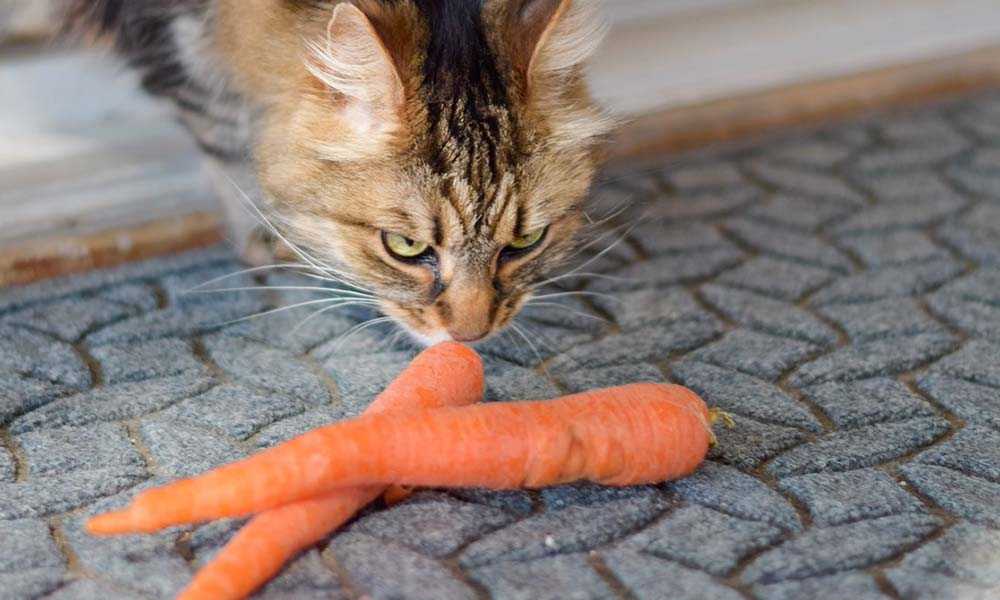 кот нюхает морковь