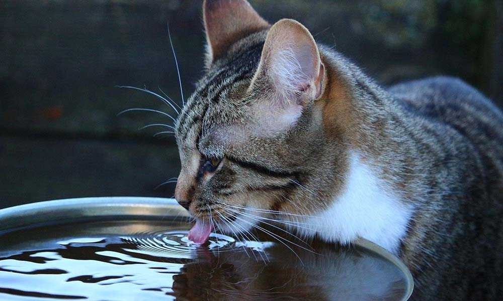 кот пьет воду из большого тазика