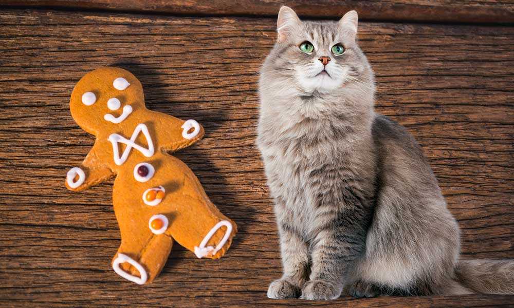 Можно ли коту имбирное печенье?