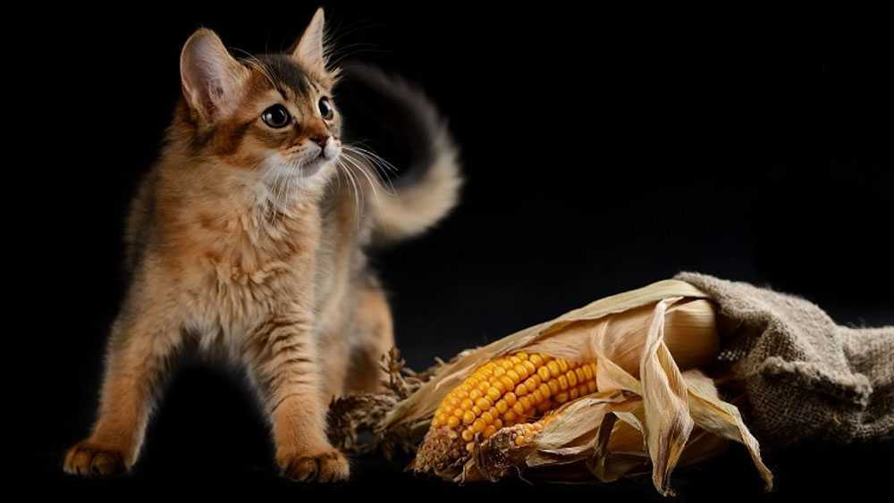 Можно ли давать кукурузу котятам