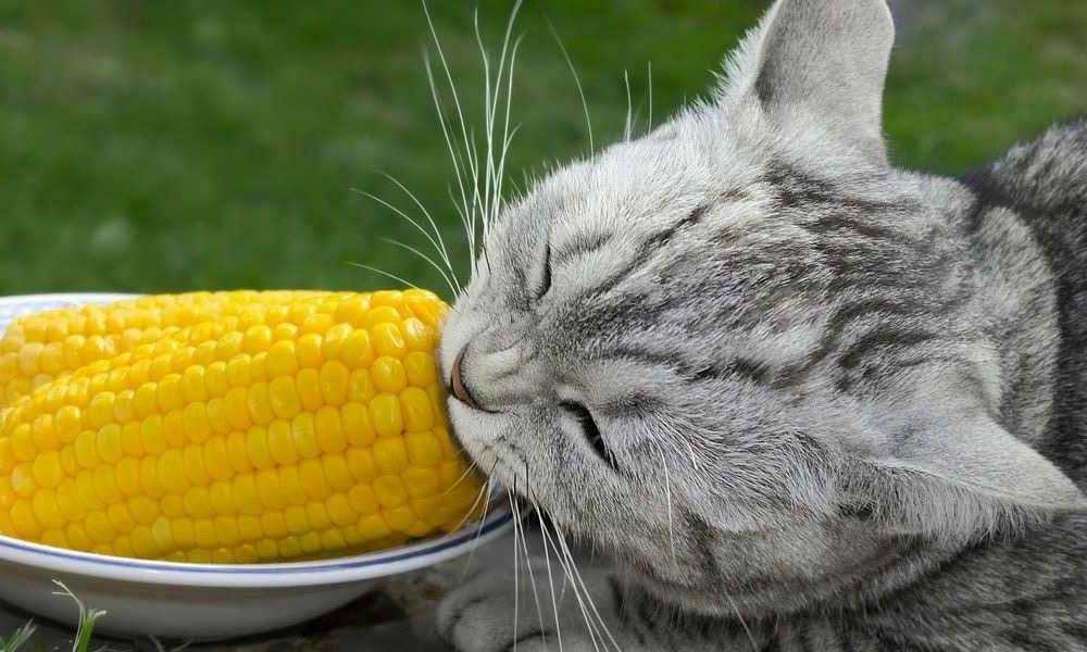 можно ли коту кукурузу
