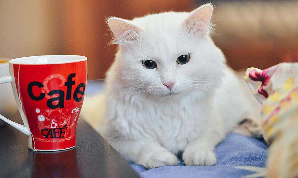 белый кот и чашка