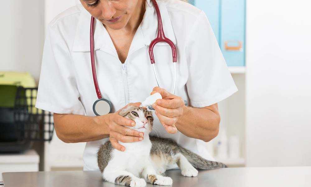 ветеринар закапывает коту глаза