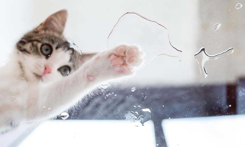 котенок и брызги воды