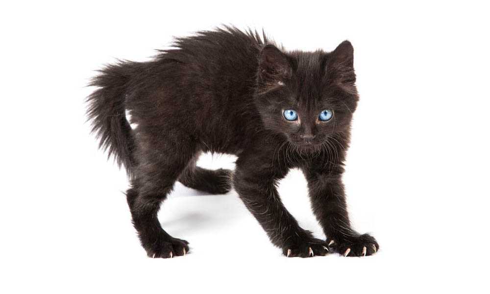 черный котенок табби