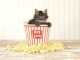 Можно ли кошке попкорн? Все За и Против киношного угощения