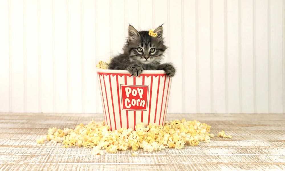 Можно ли коту попкорн? Польза о которой вы не знали