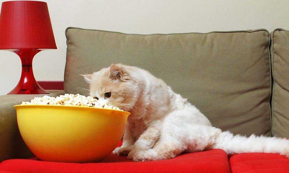 кот ест попкорн из миски