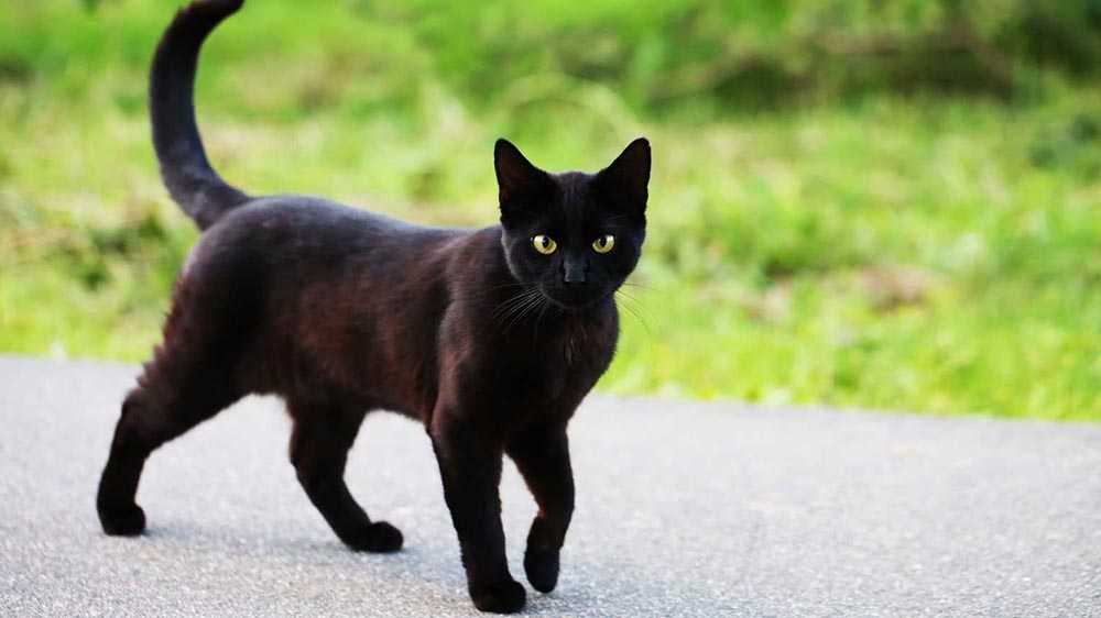 черная кошка с рыжим оттенком