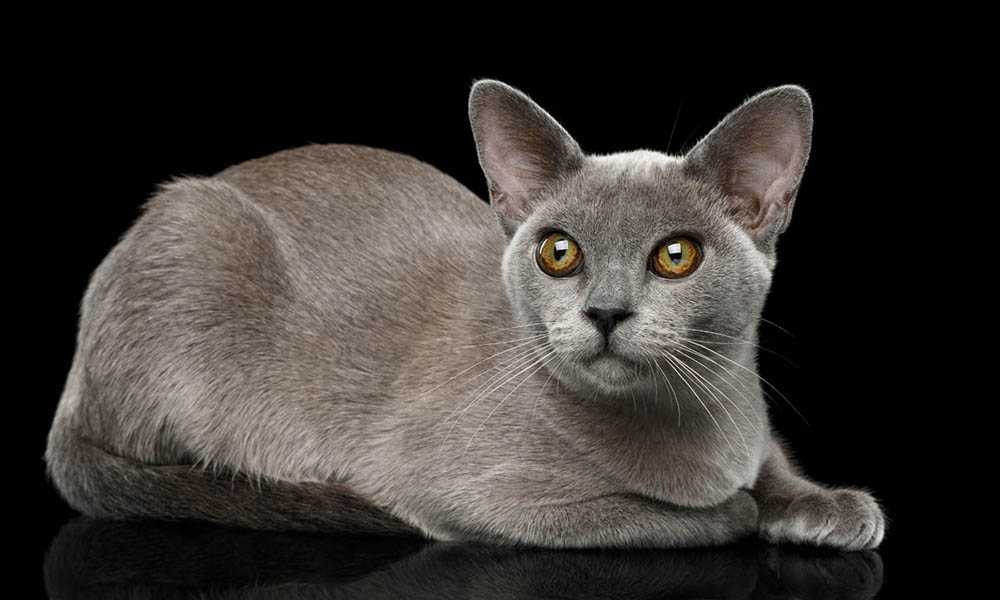 бурманская кошка серая