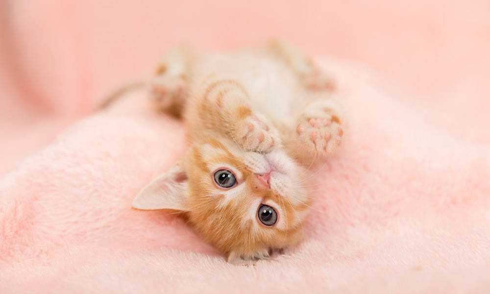 милый котенок на розовом пледе