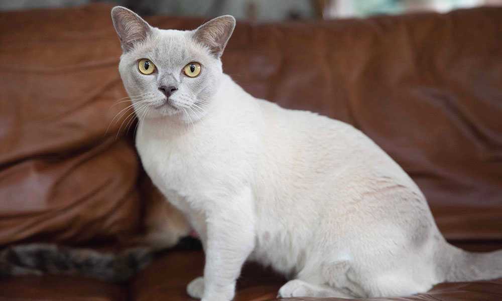 белая бурманская кошка