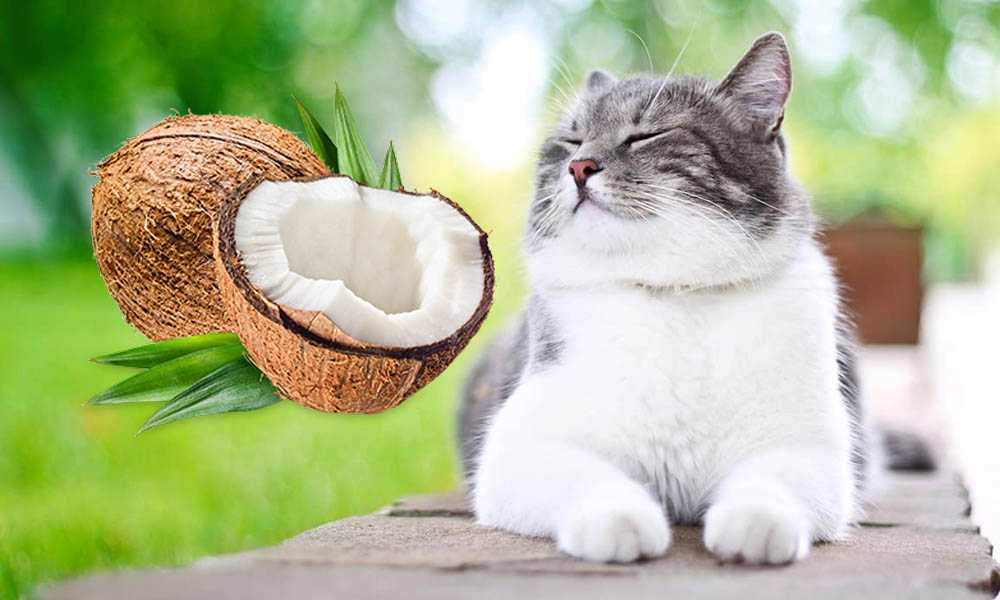 кошка с сосисками.