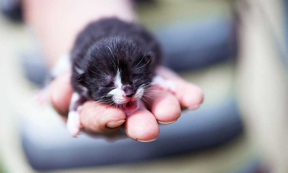 новорожденный черно-белый котенок