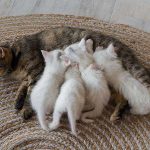 Как подготовиться к родам кошки