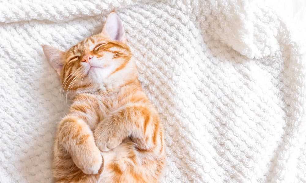 рыжий кот спит на вязанном пледе
