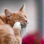 У кошки струпья на шее, но нет блох — 5 причин почему