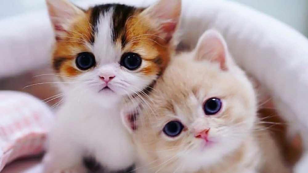 два милых котенка