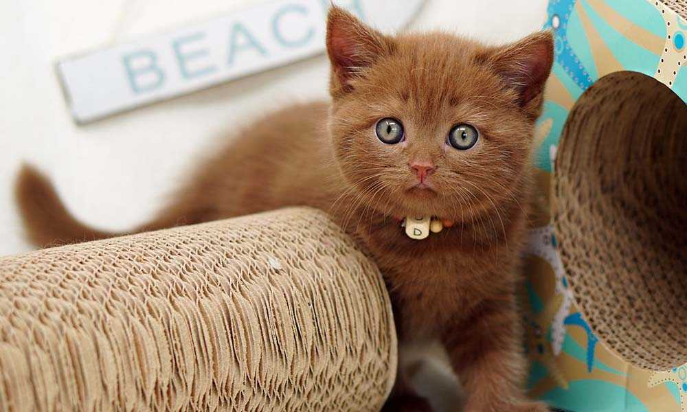 британский короткошерстный котенок коричневый
