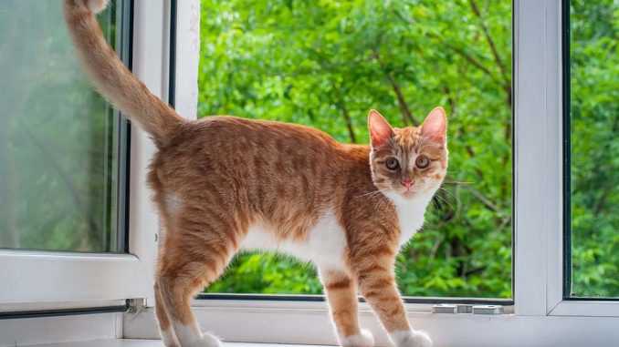 рыжий кот у открытого окна
