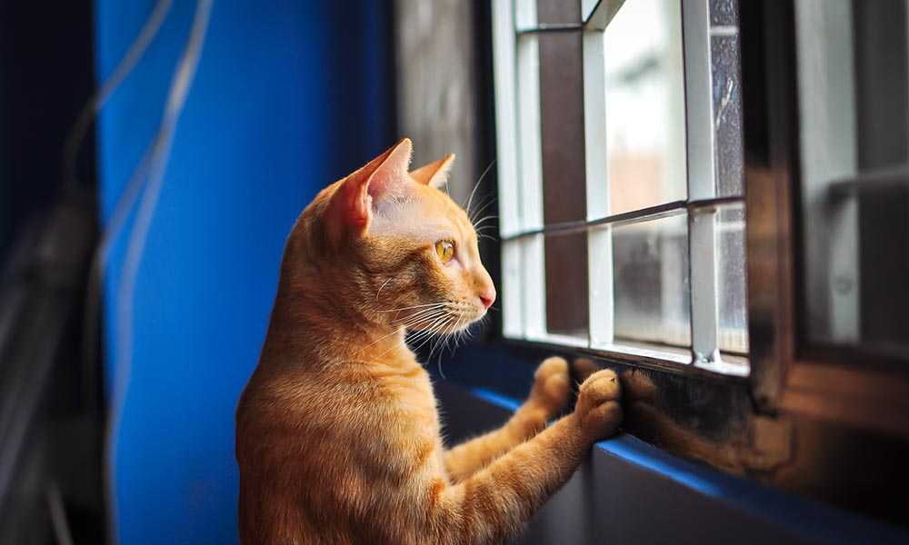 рыжий кот смотрит в окно