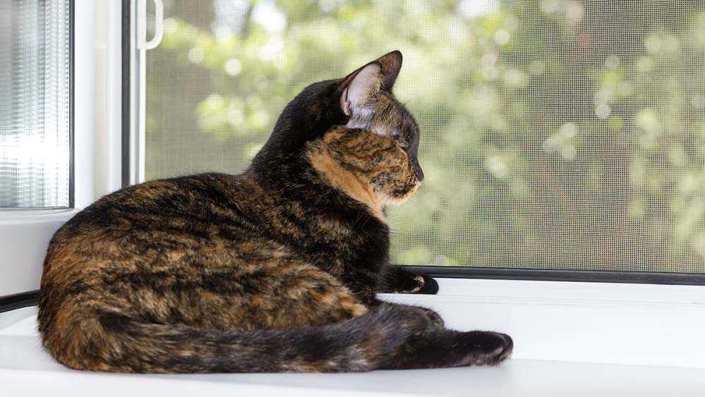 кот у окна с москитной сеткой