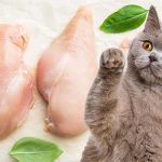 Можно ли кормить кошку курицей каждый день